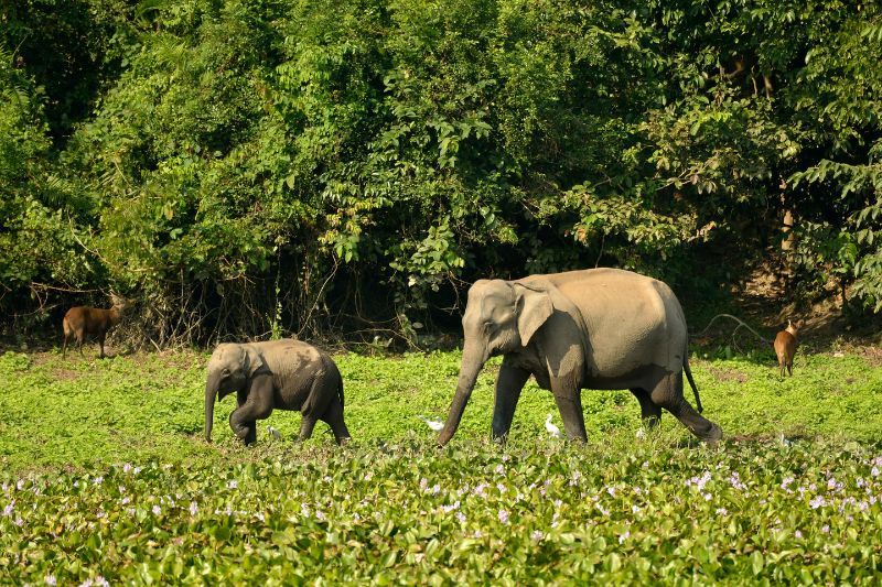 éléphants au cambodge