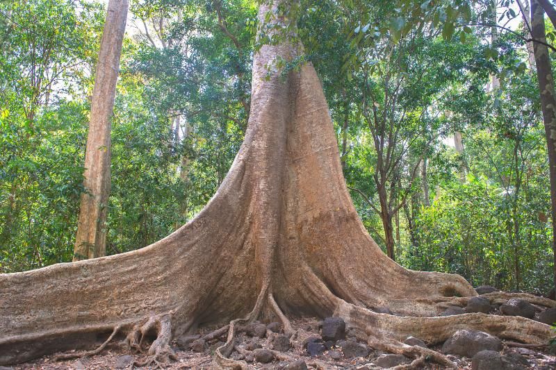 Árbol de Tung gigante en el Parque Nacional Cat Tien