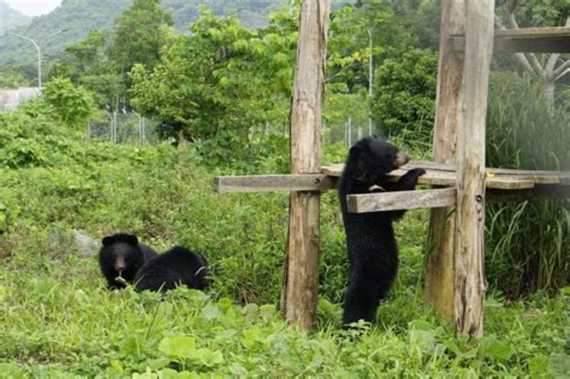 La Station De Sauvetage Des Ours Cat Tien 