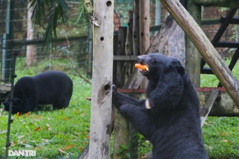 la station de sauvetage des ours cat tien - le journal dan tri