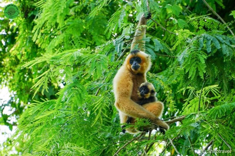 les gibbons espèces en voie de disparition - source parc national cat tien - shirotravel
