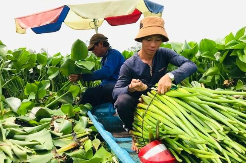 Les habitants récoltent les jacinthes d'eau. Source baothanhnien