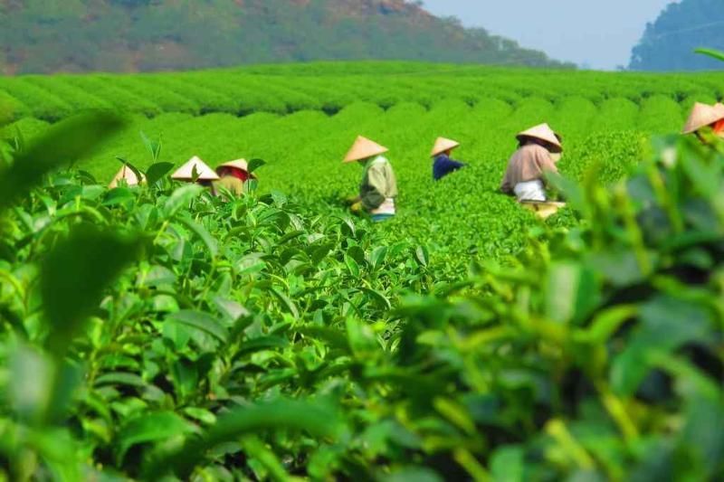 campos de té tailandés nguyen en vietnam por la mañana