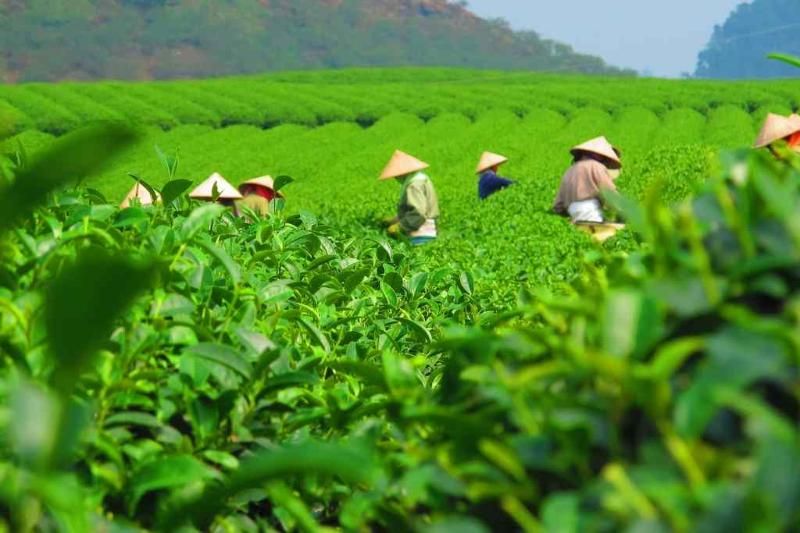 champs de thé thai nguyen au vietnam dans le matins