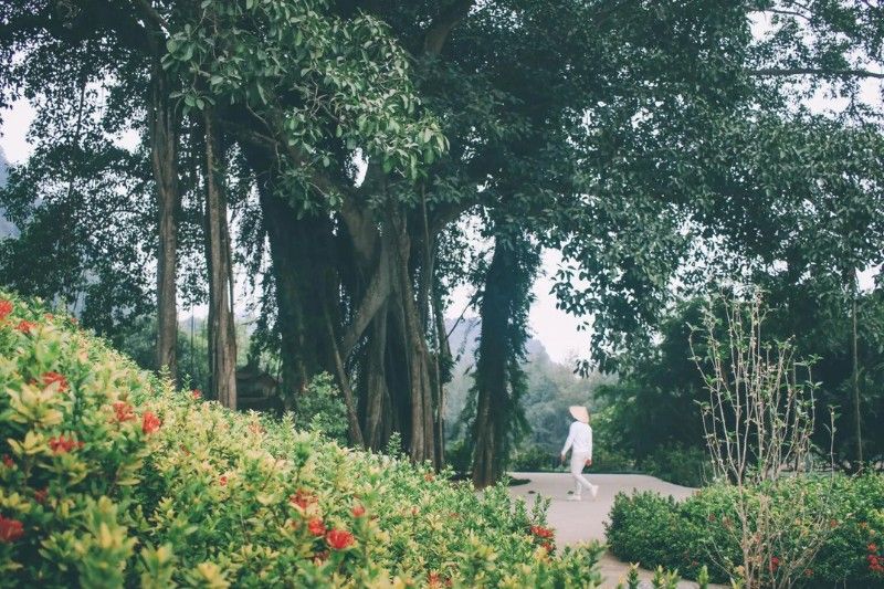 Le banian millénaire, se dressent fièrement au milieu de la forêt de Thung Nham. Source : thungnham