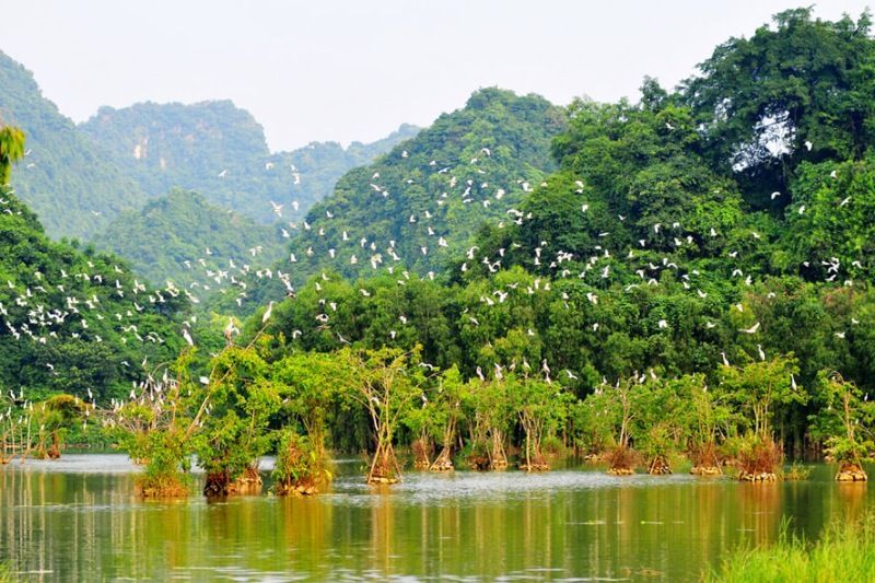 Thung Nham Bird Garden está incluido en el “Top 7 de destinos de ecoturismo en 2023”. Fuente: baoninhbinh