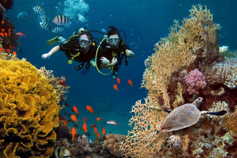 La isla de Côn Dao, la increíble fauna marina del sur de Vietnam (Fuente: VOV)