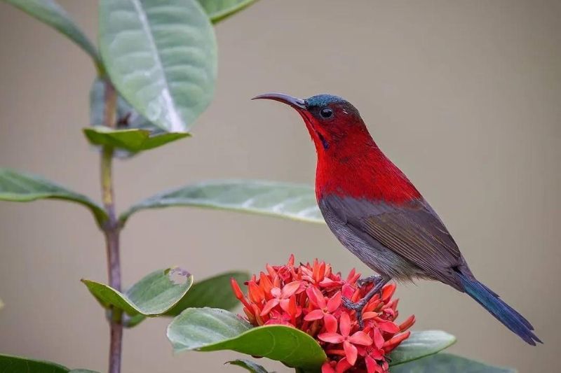 Una siparaja Sunbird. Fuente: Thung Nham