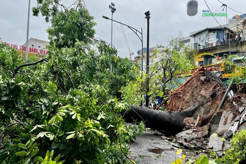 Grandes árboles arrancados de raíz en Hanoi