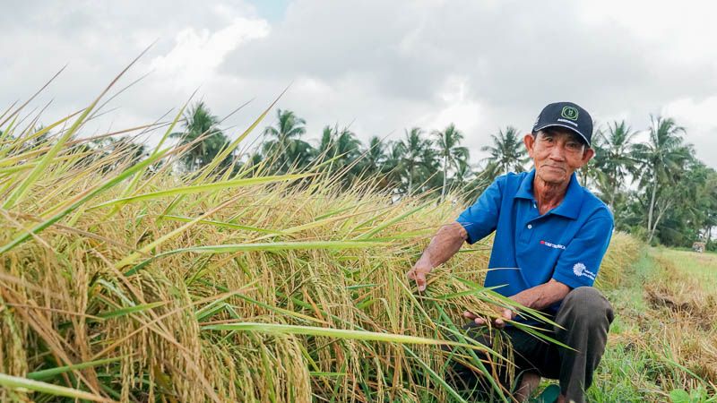 le riz st25 est largement cultivé dans les provinces du delta du mékong