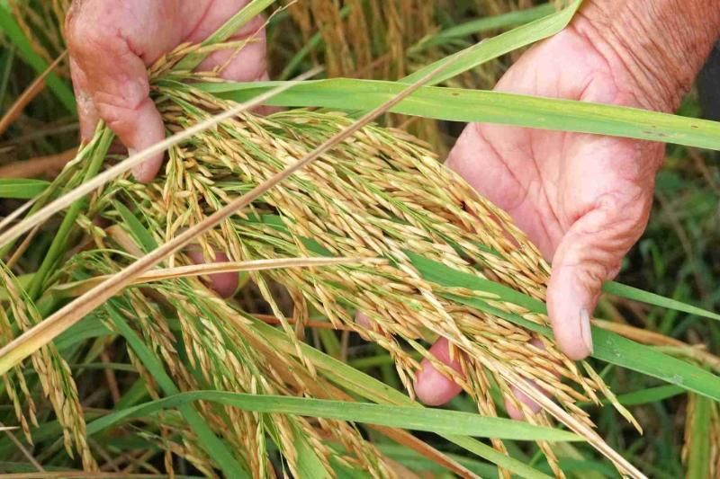 Arroz ST25 en Vietnam (Fuente: diario de Lao Dong)