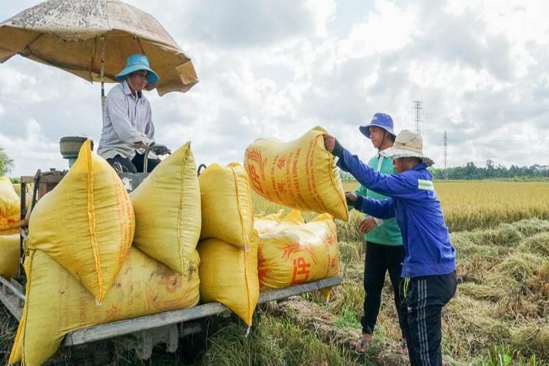 El arroz st25 es muy popular en el mercado internacional' (Fuente: Le journal de Lao dong)