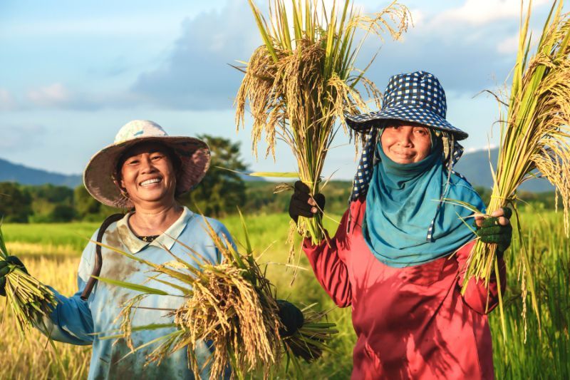 saison de la récolte au vietnam