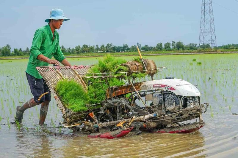 Sembrar arroz mediante el método tradicional (Fuente: diario de Lao Dong)