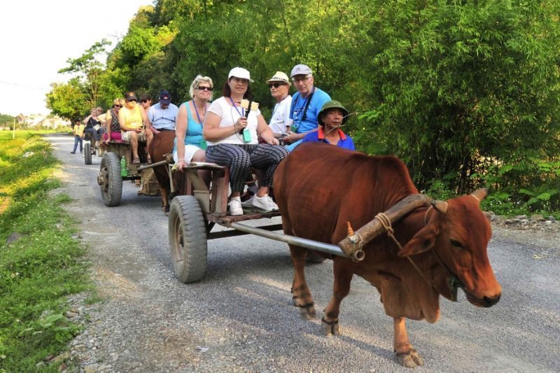 Carro de bueyes en ninh binh. Fuente: VOV2