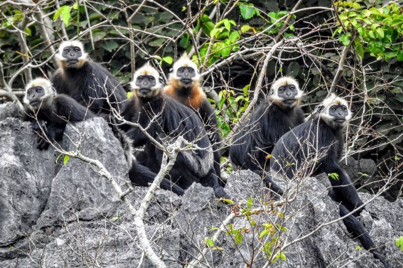 Cat Ba Langur (fuente: cat ba.com.vn)