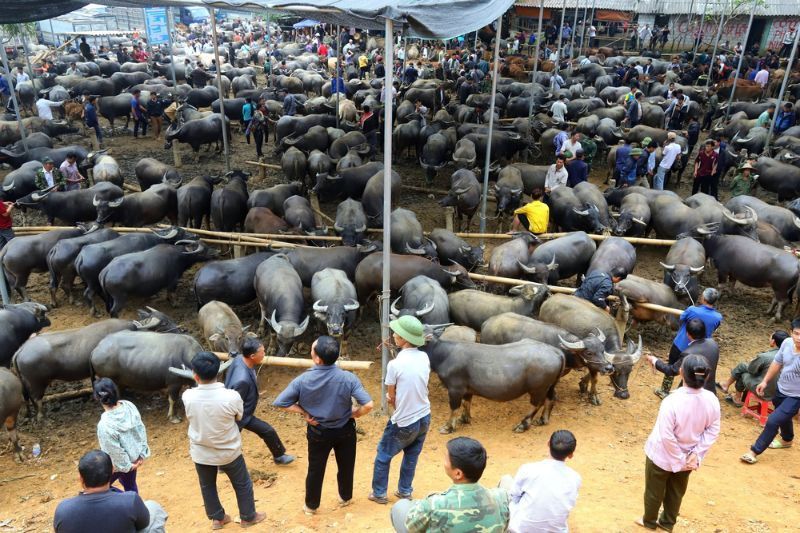 Mercado de búfalos de Vietnam del Norte: una actividad inusual para hacer en Vietnam