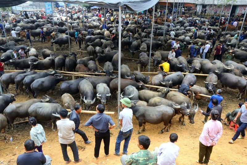 marché de buffle nord vietnam - une activité insolite à faire au Vietnam