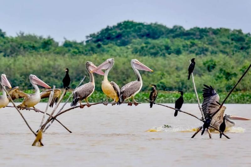 observer les oiseaux rares au sanctuaire ornithologique de prek toal