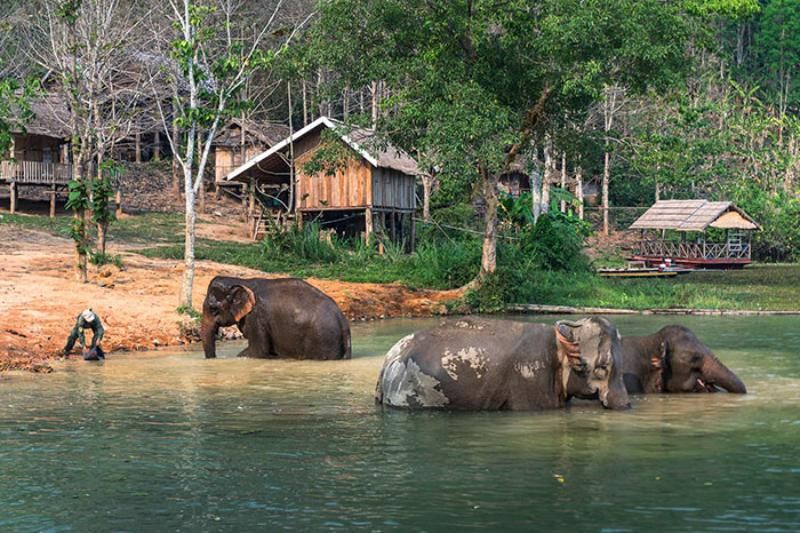 se balader aux côtés des éléphants au projet de la vallée des éléphants