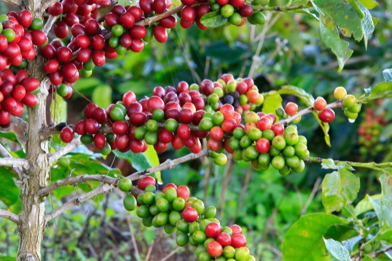 ferme de cafe choses à faire à dalat