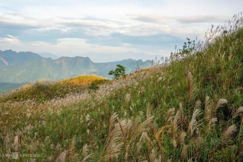 Campos de juncos en Binh Lieu (Fuente: Vnexpress)