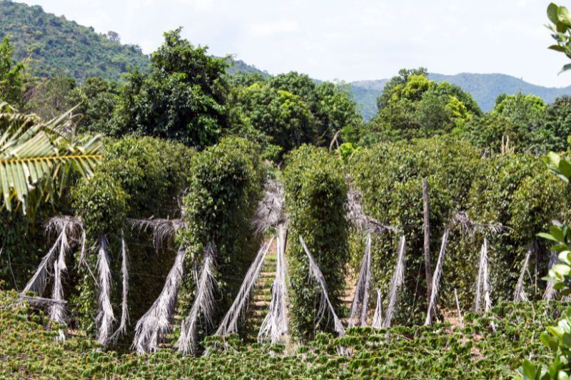 Plantación de pimientos en Kampot. Fuente: canva