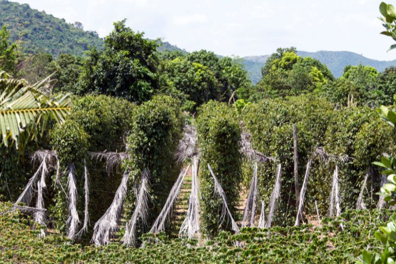 plantation de poivre à kampot