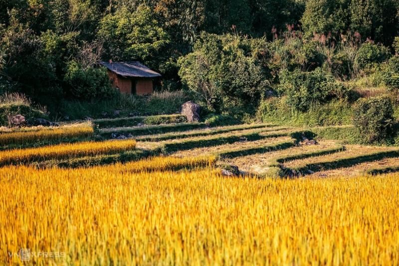 Disfrute de la temporada de arroz dorado en Binh Lieu (Fuente: Vnexpress)