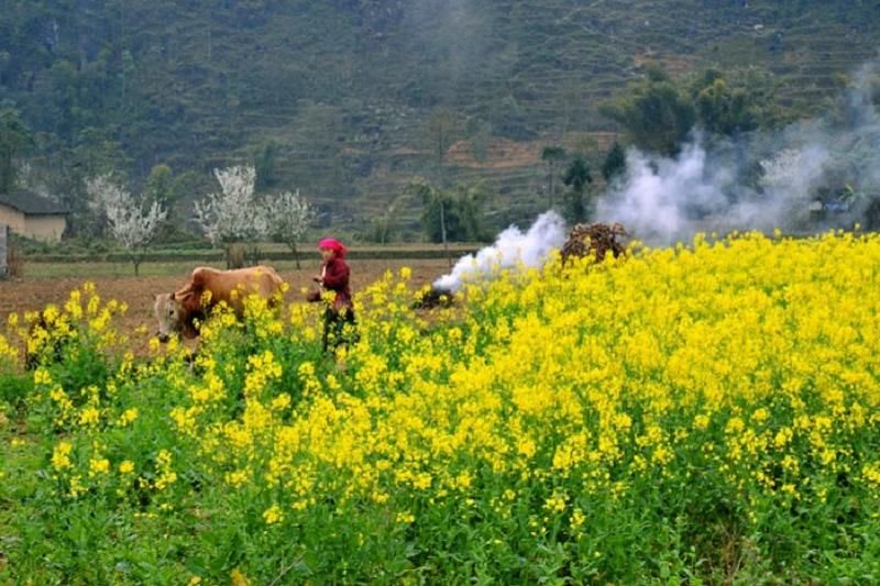 ha giang vietnam en février (sources - gocnhinthoidai.vn)