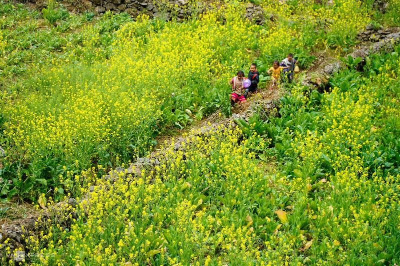 meo vac ha giang avec les enfants (1)