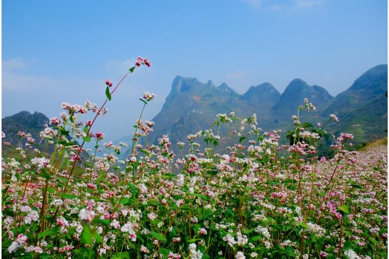 Les fleurs de sarrasin (source: vnexpress)