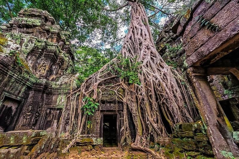 temple ta prohm à siemreap cambodge