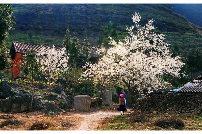 Belle saison des fleurs de sarrasin