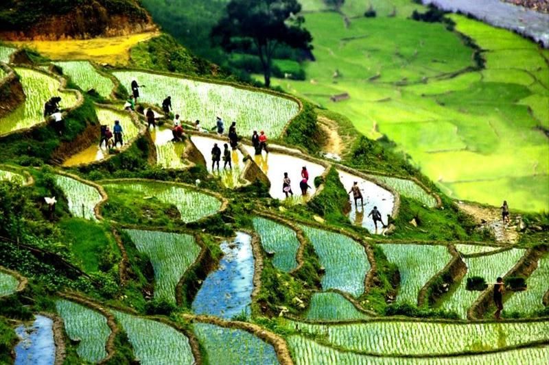 trekking sapa ma tra ta phin en mai pour admirer le rizière de l'eau