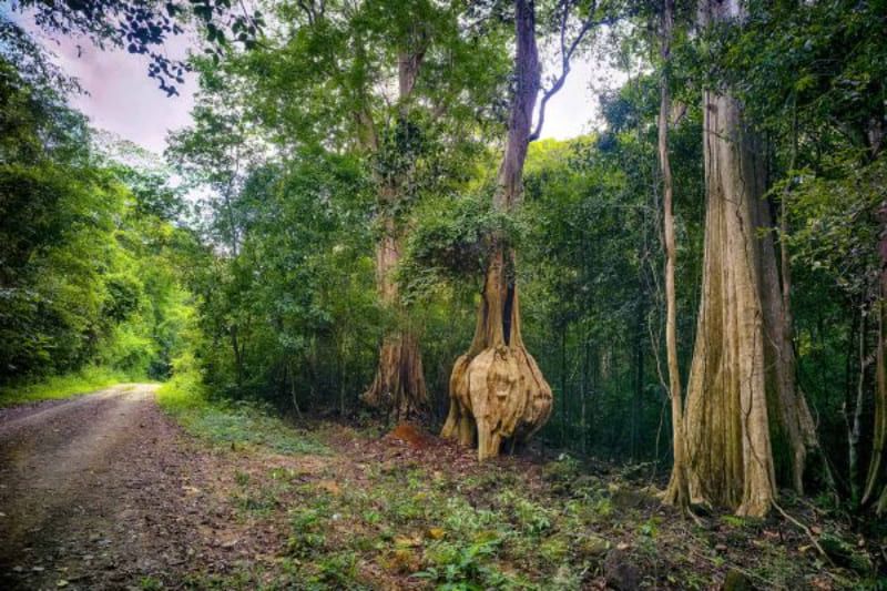 Le Parc National de Nam Cat Tien