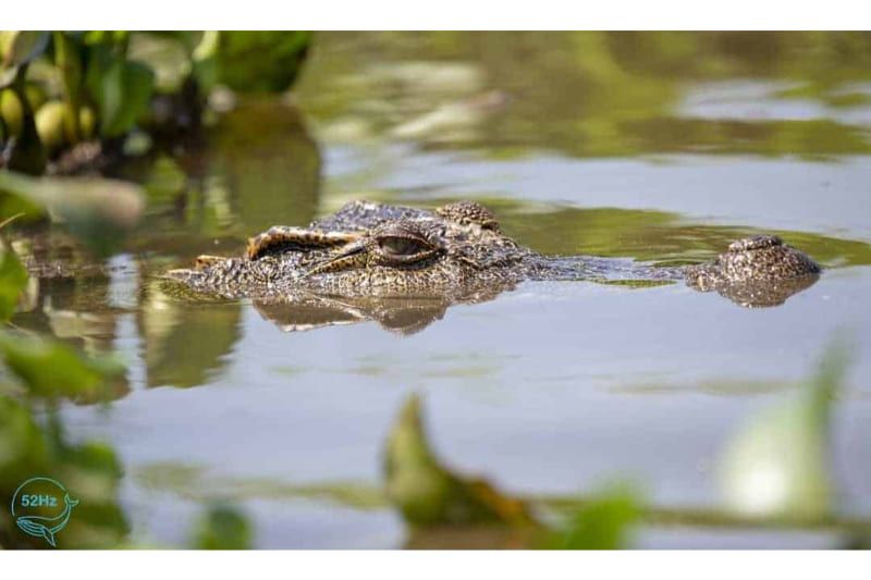 Crocodile à Nam Cat Tien