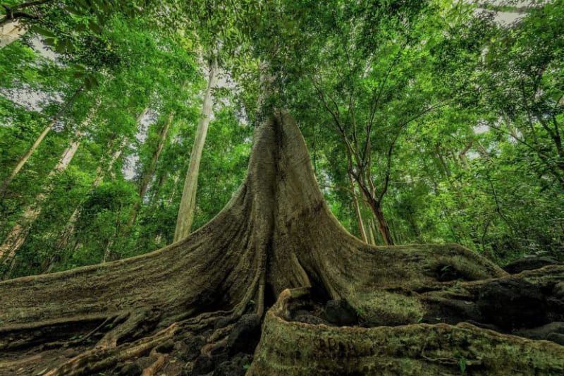 Vieil arbre de Tung