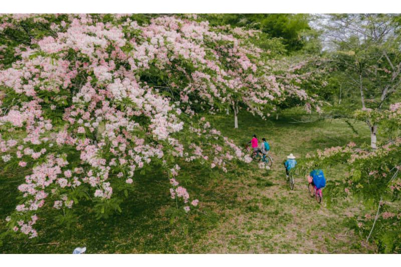 Les fleurs de Cassia javanica s’épanouissent en mai au parc national de Nam Cat Tien.