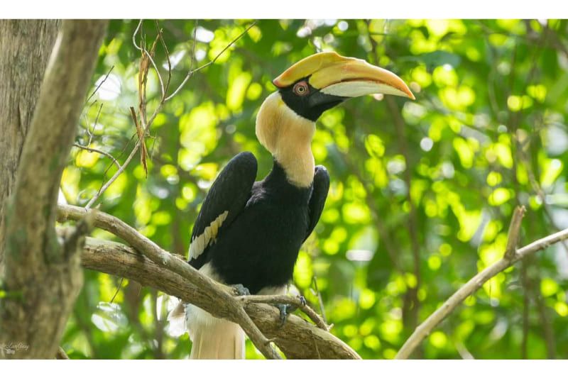 Calao bicorne (Buceros bicornis) – un oiseau majestueux au plumage éclatant et au bec impressionnant