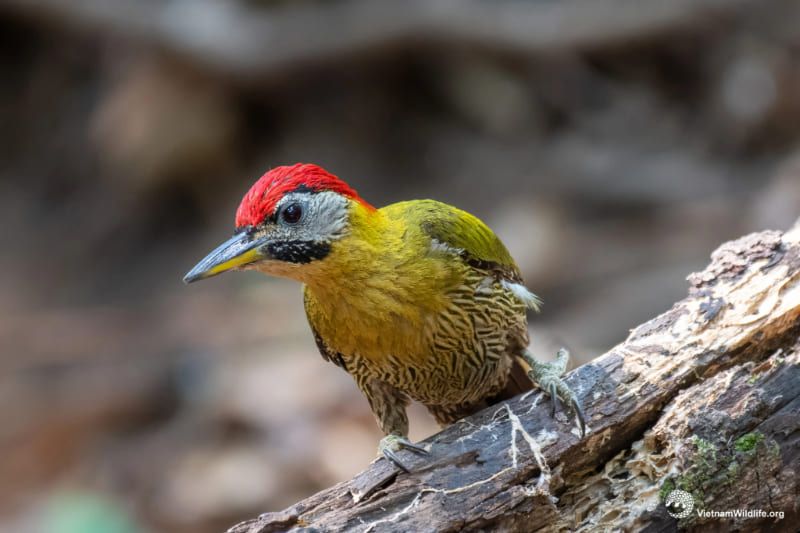 Pic à oreillons rouges (Blythipicus pyrrhotis) – remarquable par ses couleurs vives et distinctives