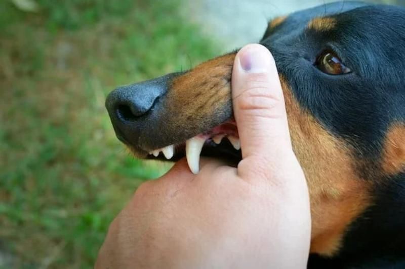 animaux dangereux au vietnam - chats et chiens.