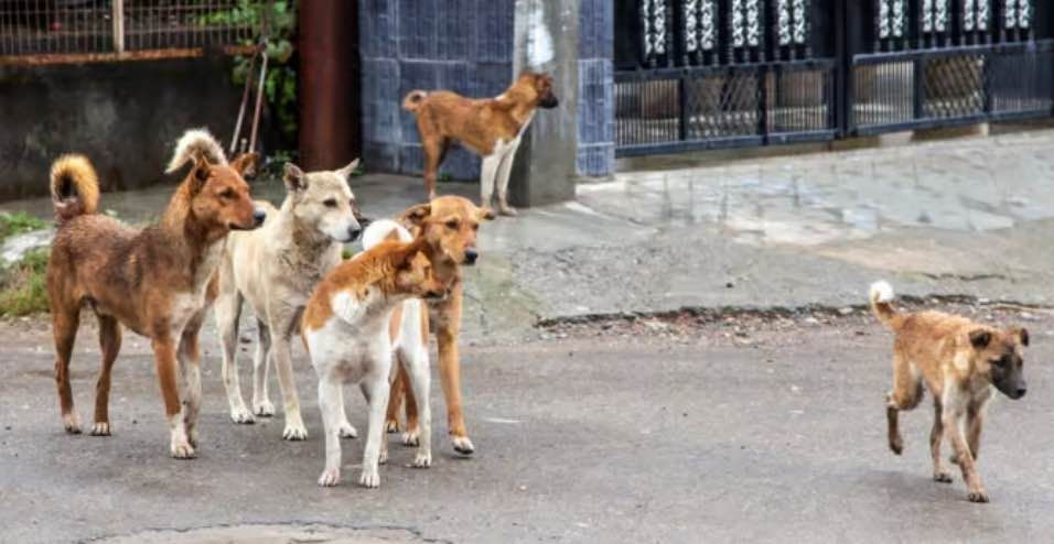 animaux dangereux au Vietnam - chats et chiens