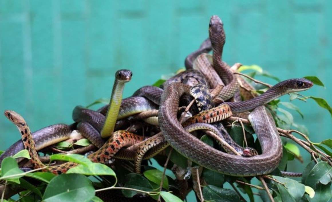 animaux dangereux au Vietnam