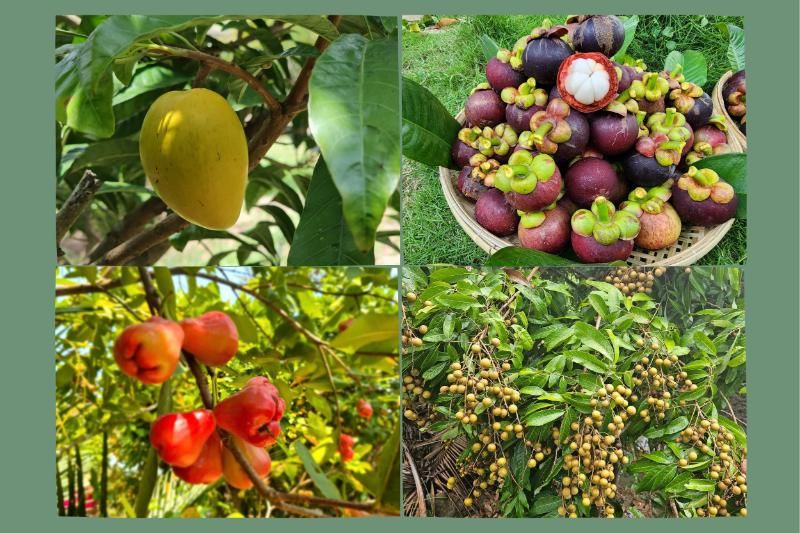 dégustez des fruits tropicaux (source : le homestay Ut Trinh)