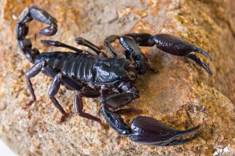scorpions au vietnam