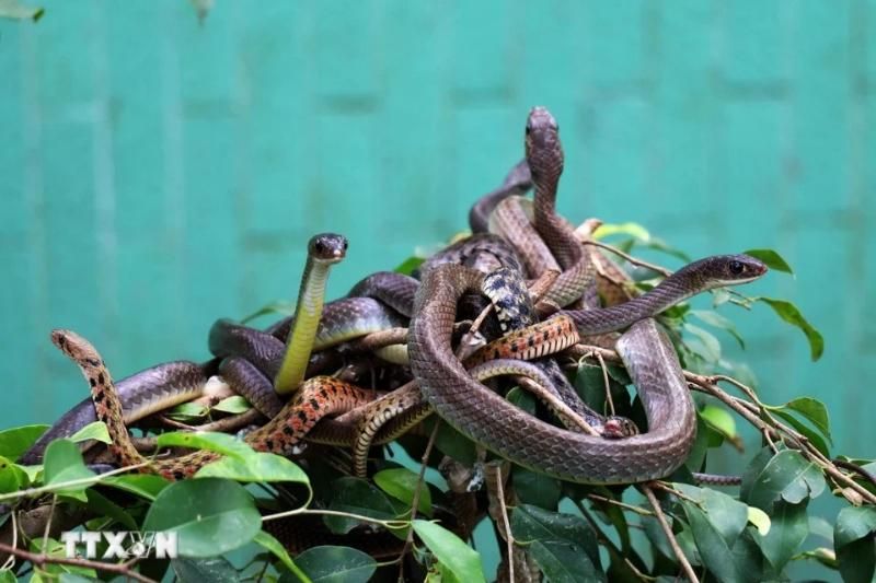 serpents - animaux dangereux au vietnam
