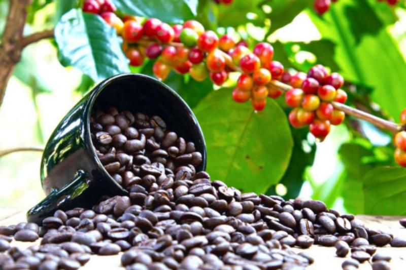 café vietnam