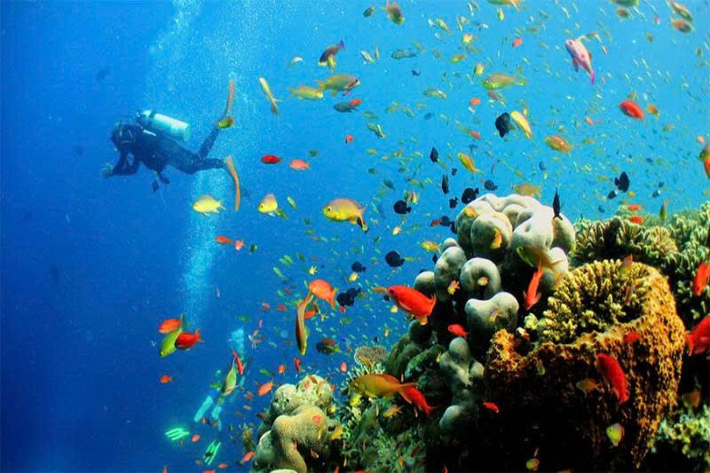 expérience de plongée libre pour admirer les coraux aux îles perhentian