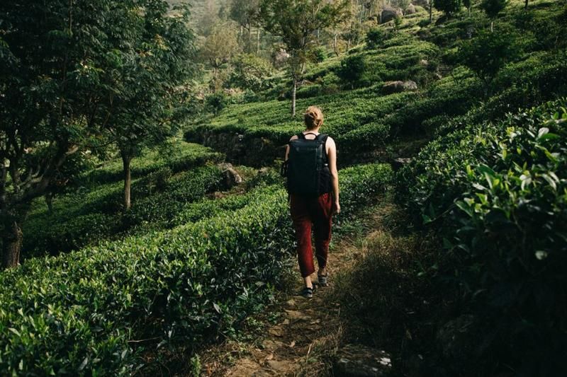 faire un trek dans les plantations de thé à haputale